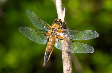 dragonfly on a green background