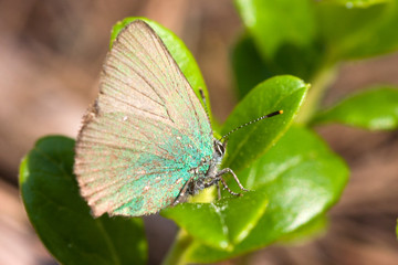 the butterfly on a cowberry