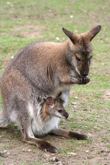 Naklejka na ściany i meble Kind mit mama kangur-2