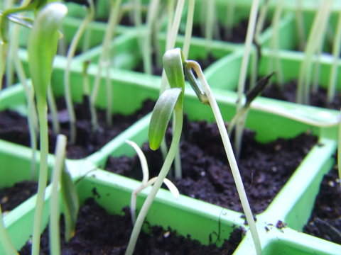 close up of flower seedling