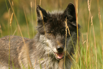dark grey wolf