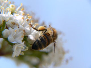 abeille et amandier