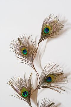 Fototapeta peacock feather
