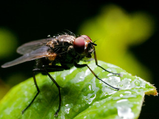 the macro fly