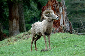bighorn