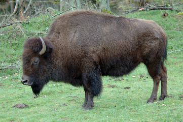 bison