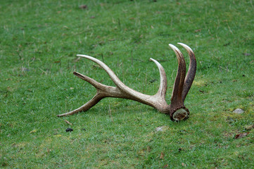 fallen antlers