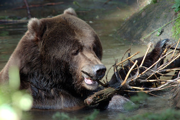 grizzly chewing