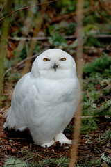 snowy owl