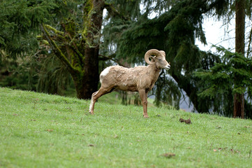 bighorn on the hill