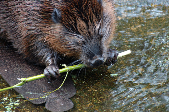 beaver's breakfast