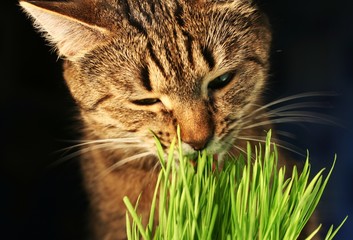 cat eathing grass