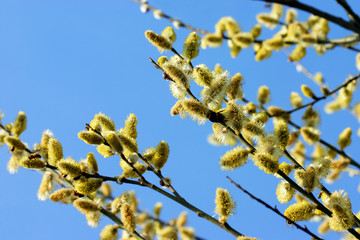 yellow spring flowers/buds - blue sky
