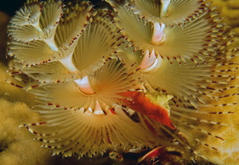 christmas tree worm