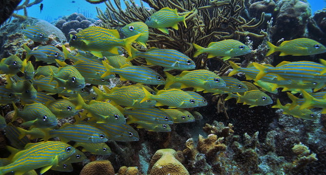 school of yellow snappers