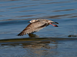flying gull 1