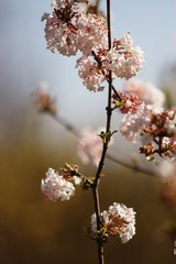 spring blossom