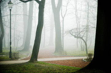 park in the fog