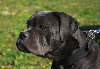 expression de cane corso
