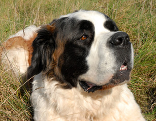 placide saint bernard