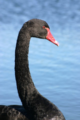 close view of a black swan, cornwall, uk