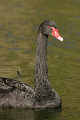 Obraz premium black swan