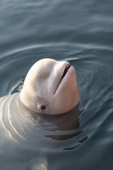 white whale