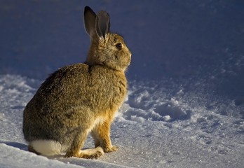 Bunny in Snow
