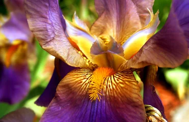 Papier Peint photo Lavable Iris Purple And Yellow Bearded Iris Flower
