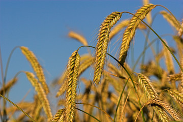 erntezeit
