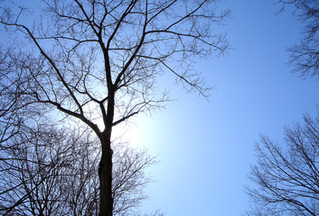 Obraz premium a light behind the tree