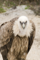 Fototapeta premium mdg-birds-09