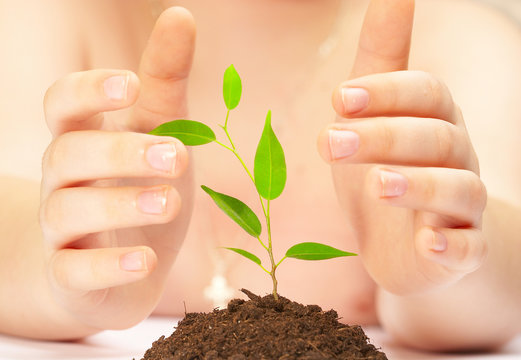 the boy observes cultivation of a young plant.