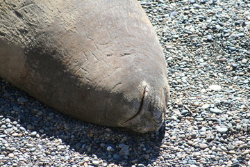 phoque sur le do - patagonie