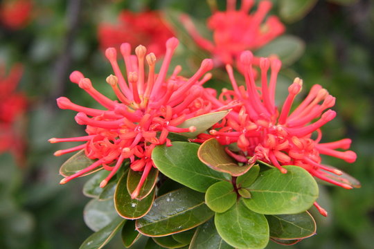 fleur de notro - patagonie