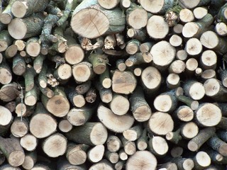 logs