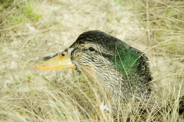 canard