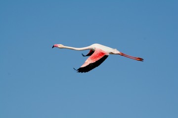 Fototapeta premium vol d'un flamant rose