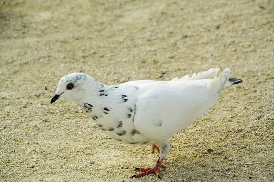 pigeon blanc