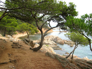 catalonian coastwith pine trees.