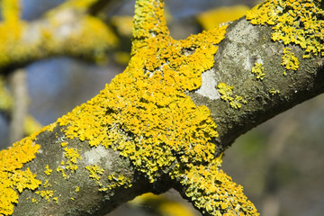 mousse jaune