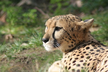 leopardo