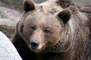 oso