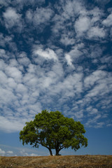 Obraz premium one tree hill