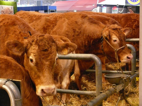 vache