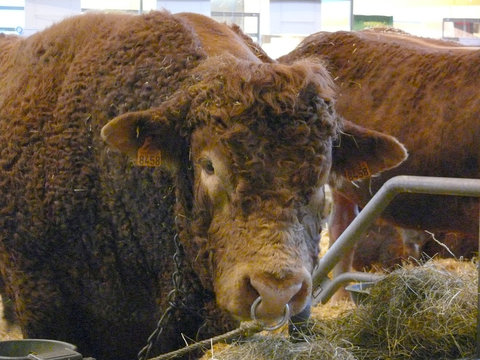 vache