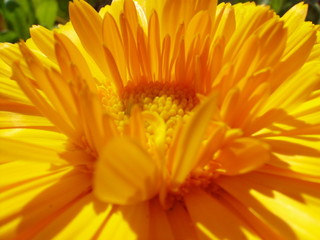 fleur delicatesse et couleur