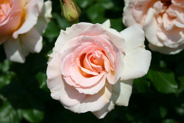 2005-05 st jean cap ferrat