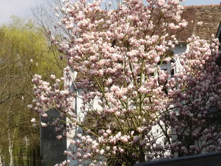 Store enrouleur sans perçage Magnolia magnolia