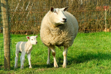 Obraz premium spring, new born lambs